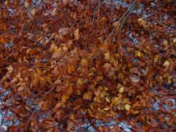 2013-10-26_Schildenstein (078).JPG